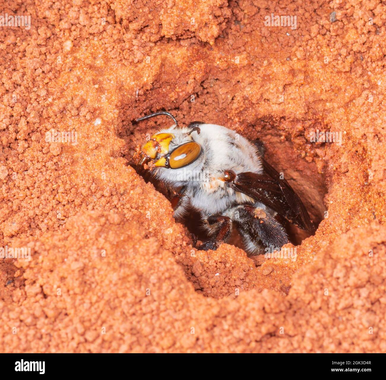 Una femmina Dawson's Burrowing Bee (Amegilla dawsoni) che lavora al suo burrow in un claypan, Kennedy Range National Park, Western Australia, WA, Australia Foto Stock