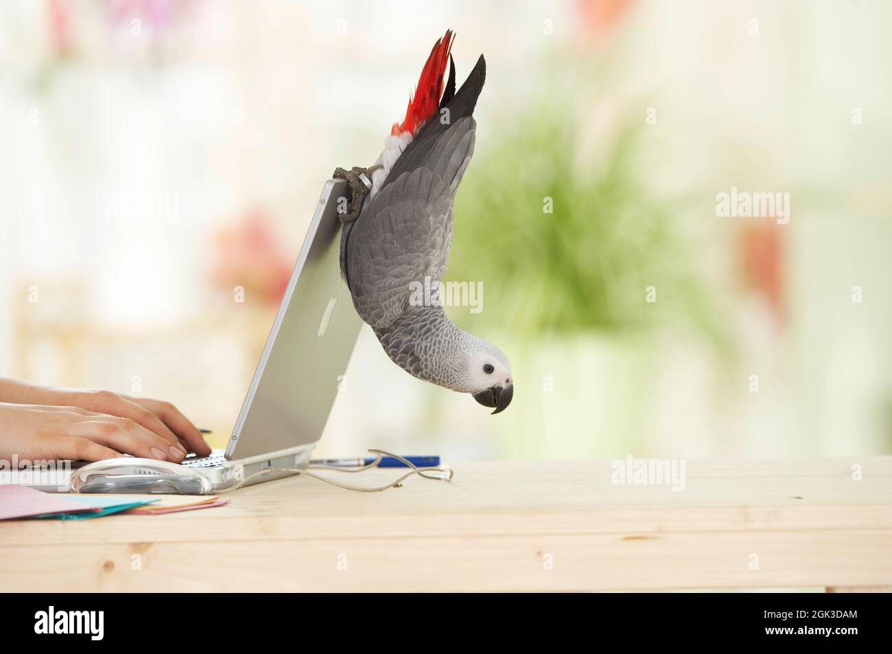 African Grey Parrot (Psittacus erithacus) che gioca su un laptop. Germania Foto Stock