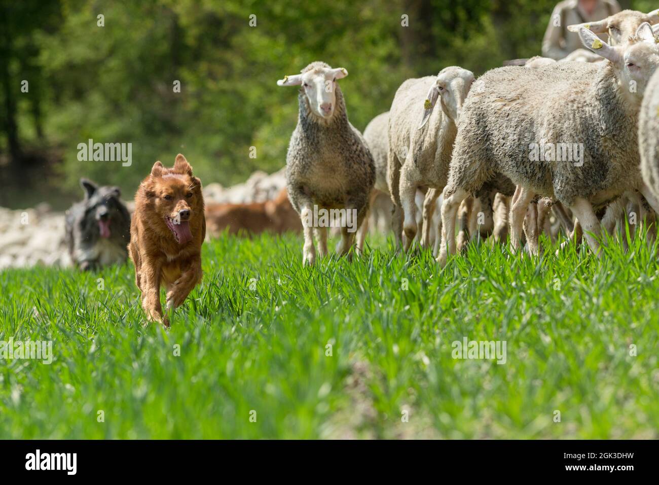 Vecchio cane tedesco da Herding. Cani guida le pecore. Germania Foto Stock