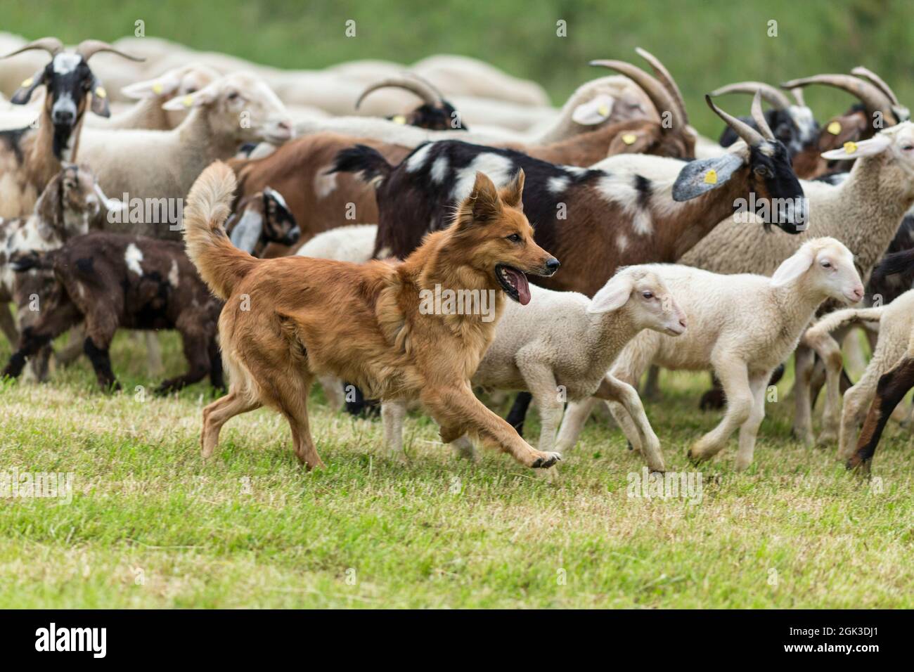 Vecchio cane tedesco di Herding che alleva pecore e capre nazionali. Germania Foto Stock