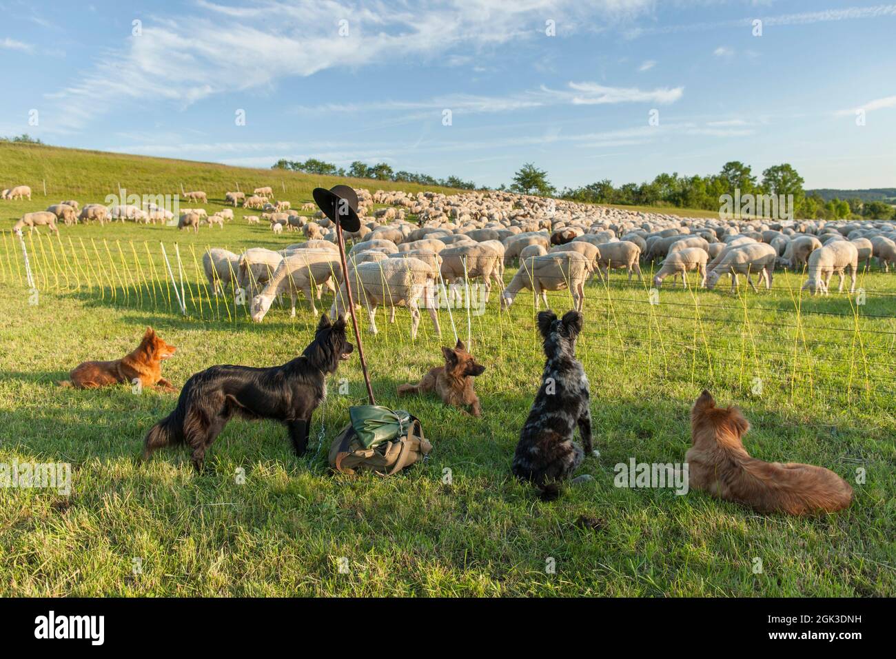Vecchio cane tedesco da Herding. I cani sorvegliano il gregge di pecore e la proprietà dei pastori. Germania Foto Stock