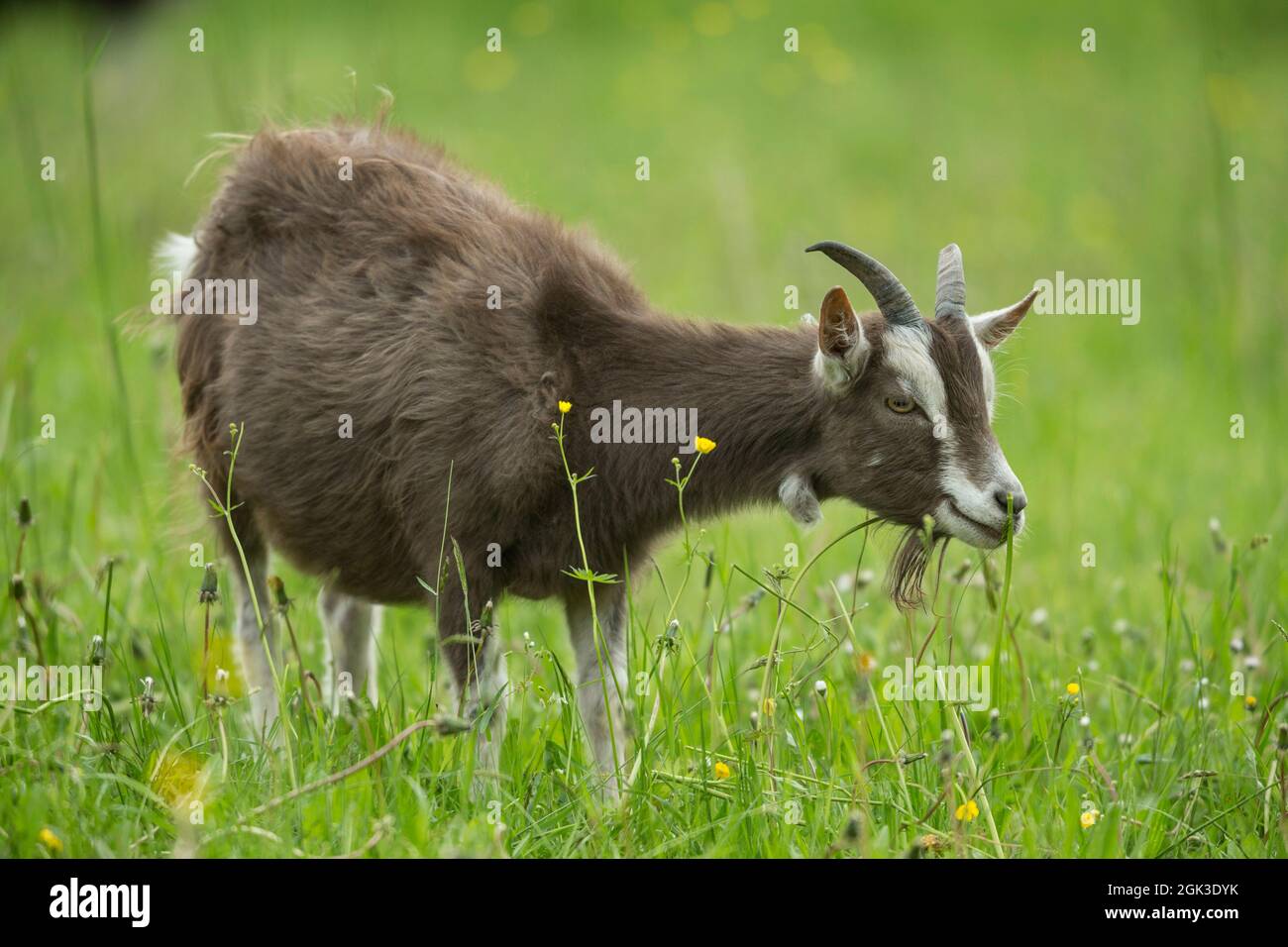 Capra Turingia (Capra aegagrus hircus) in piedi su un pascolo. Germania Foto Stock