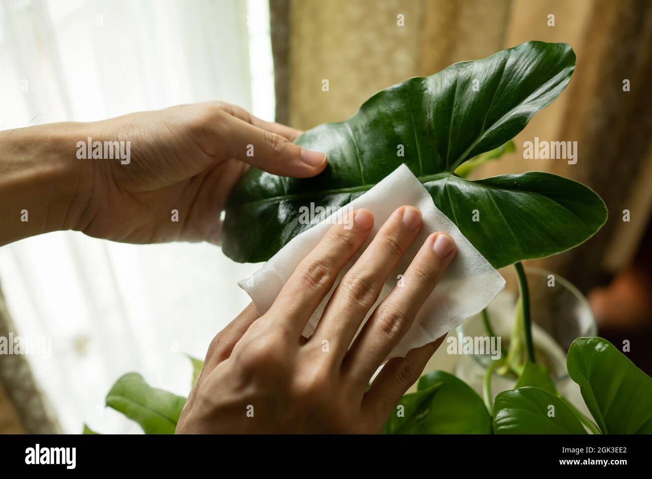 Pulire la foglia di Philodendron con carta di tessuto Foto Stock