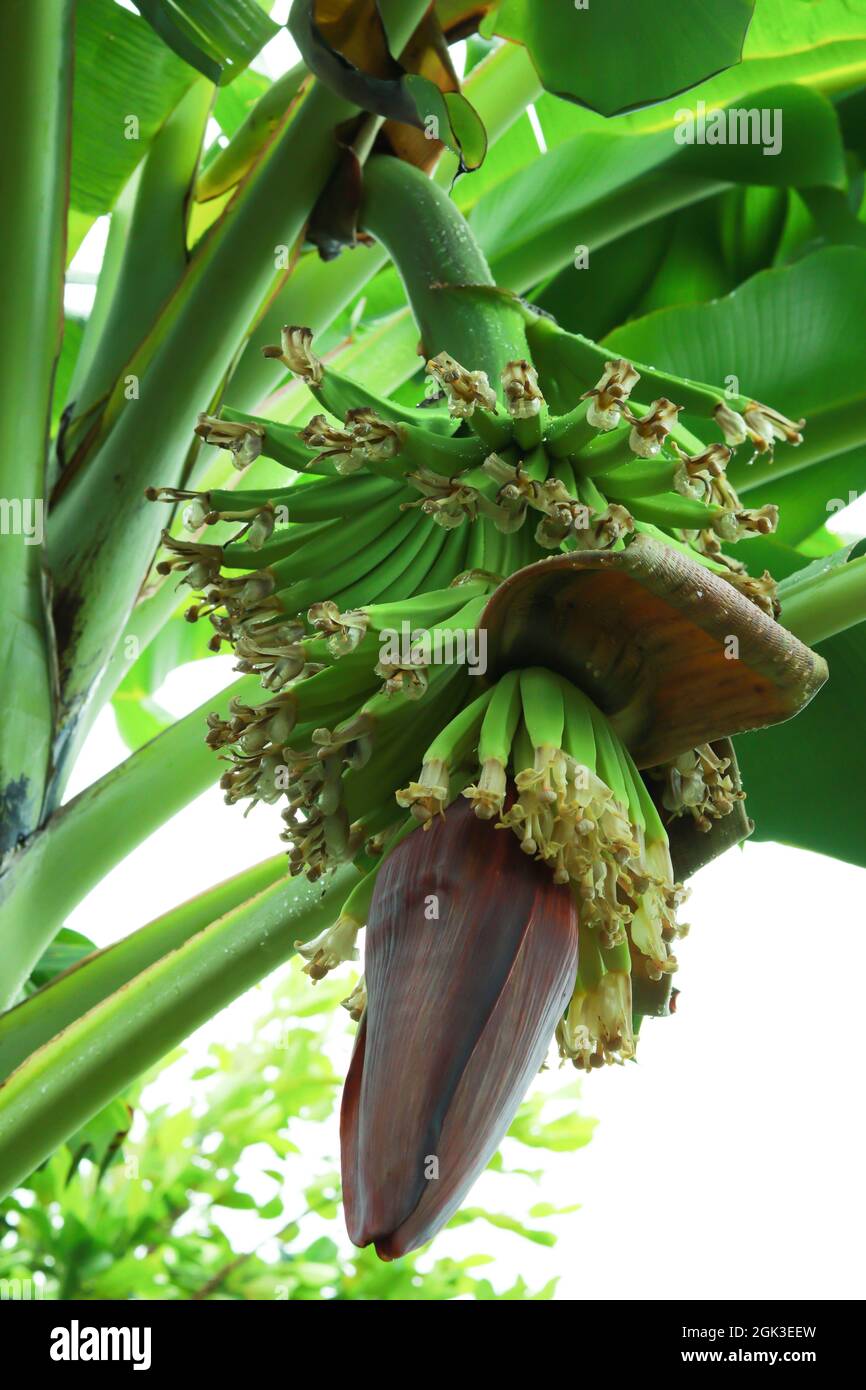 Albero di banana con le banane del bambino e il fiore appeso su esso. Foto Stock