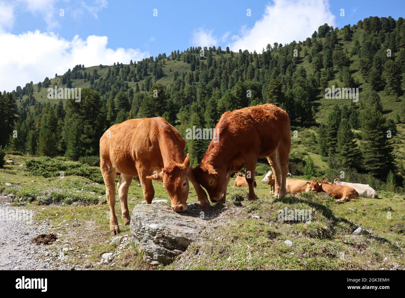 Mucche brune che pascolo in natura austriaca durante il bel giorno con cielo blu con nuvole. Bestiame domestico con Foresta in Tirolo. Foto Stock