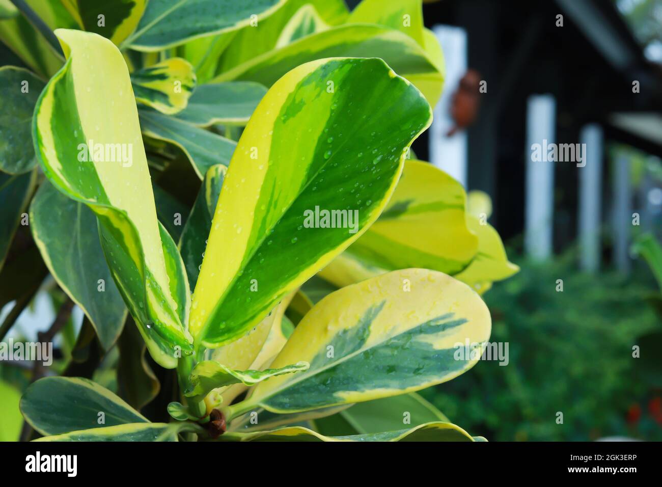 Primo piano foglie di pianta. La foglia ha due colori di tono, metà verde metà giallo. Foto Stock