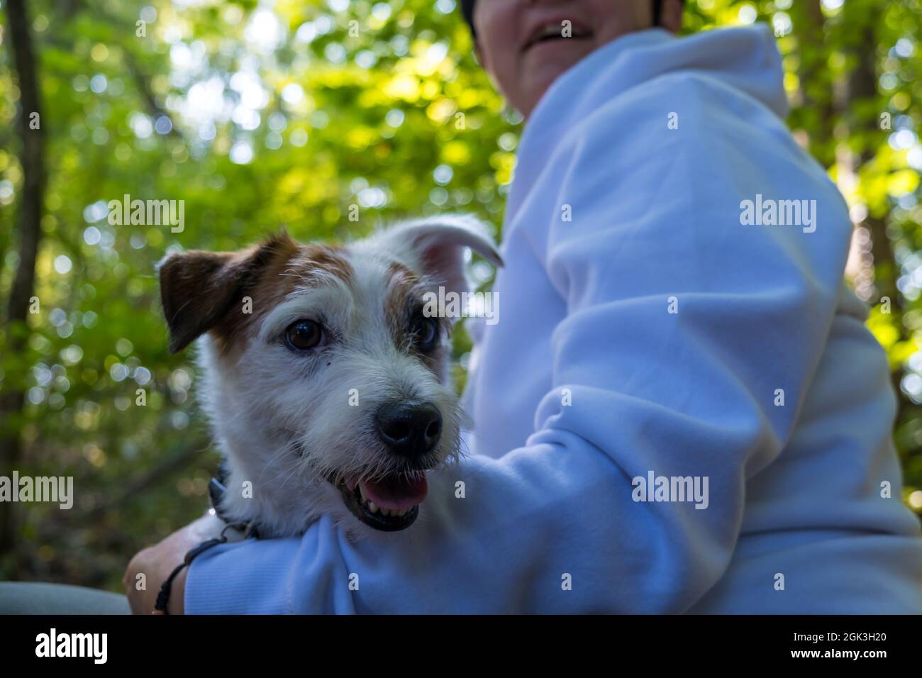 Jack Russel Terrier in una foresta. Cane bianco, cucciolo.. Elegante e carino. Foto Stock