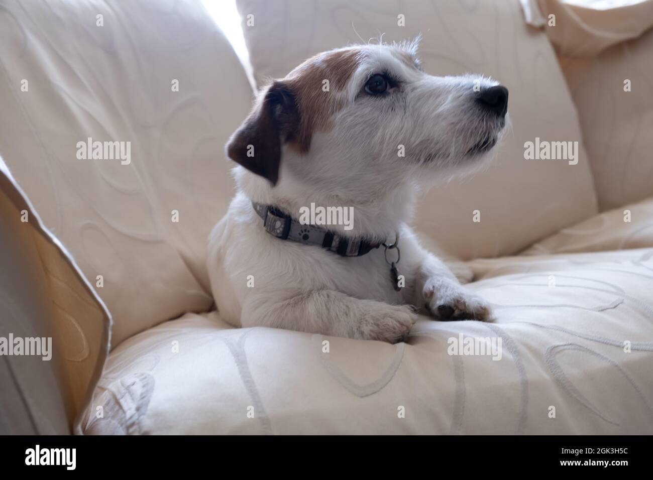Jack Russel Terrier sul lussuoso divano bianco. Cane bianco, cucciolo. Elegante e carino. Stile vintage. Foto Stock