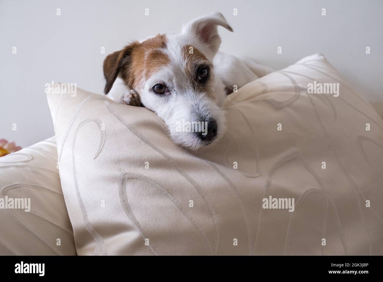 Jack Russel Terrier su cuscino bianco di lusso. Cane bianco, cucciolo, pavimento in legno. Elegante e carino. Stile vintage. Foto Stock