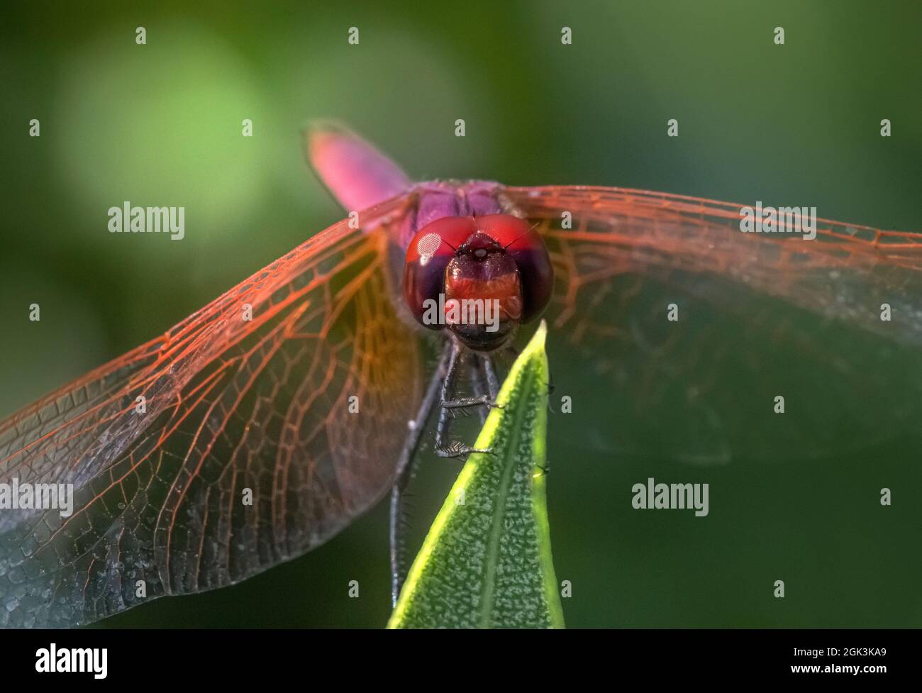 Dropwing viola, viola-contrassegnato darter, viola-blushed darter o prugna-dropwing colorati (Trithemis annulata) Foto Stock