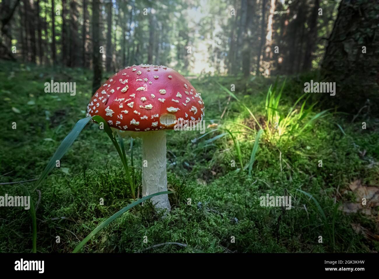Funghi nella foresta selvaggia Foto Stock