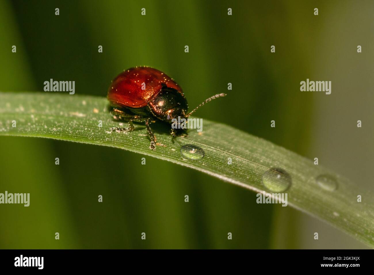 Ritratto di un bug di rosso Foto Stock