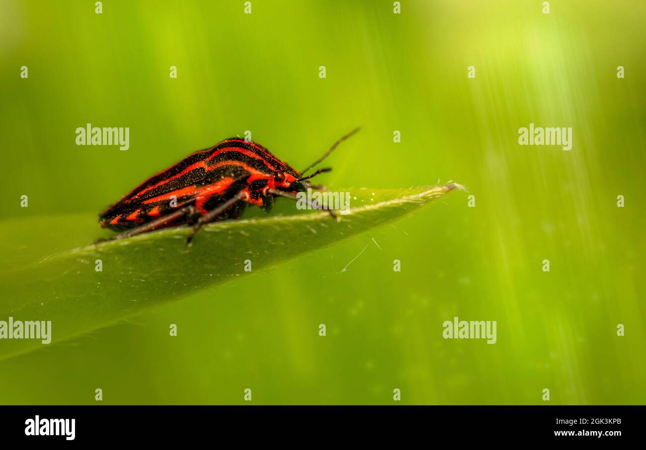 Bug striato (Graphosoma lineatum) Foto Stock