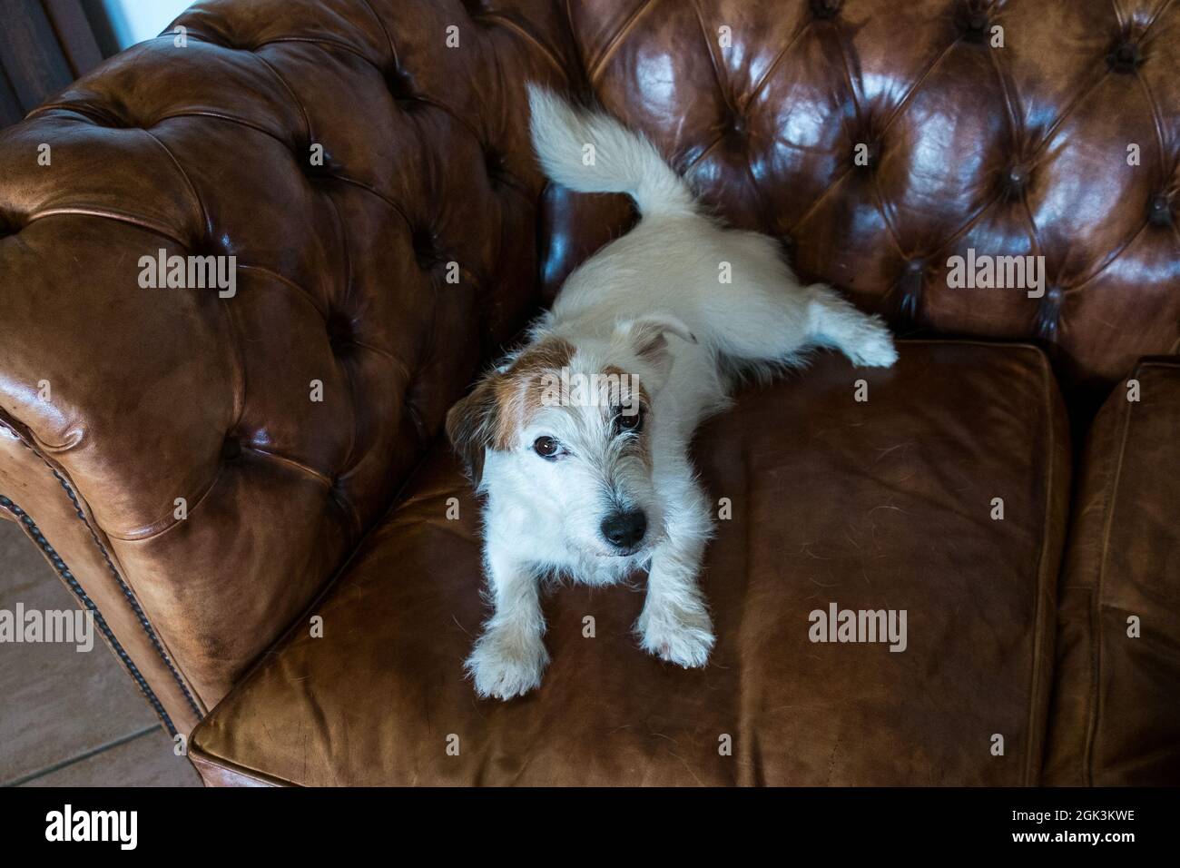 Jack Russel in posa su un lussuoso divano in pelle. Cane bianco, cucciolo, pavimento in legno. Elegante e carino. Stile vintage. Foto Stock
