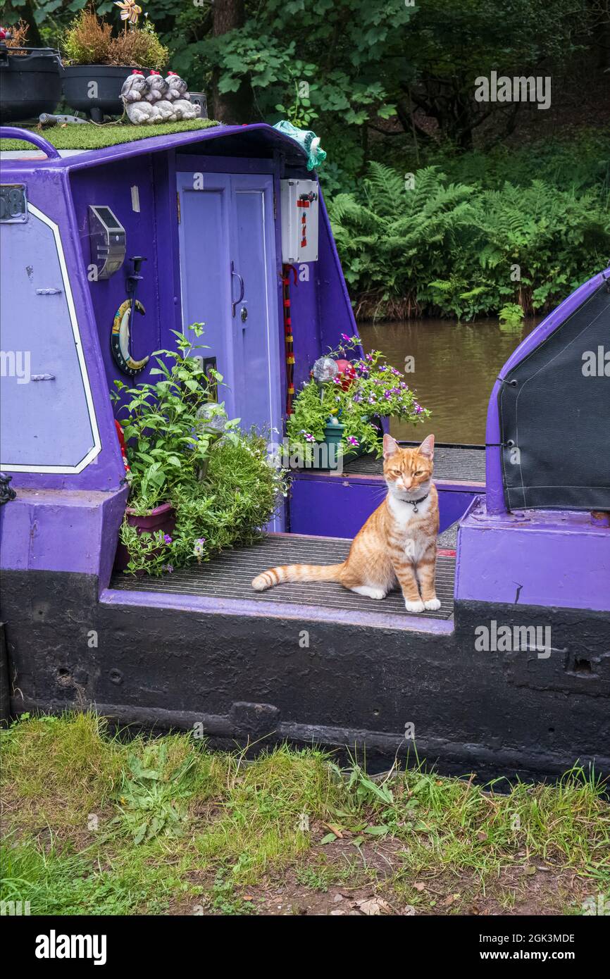 Un gatto che vive su un narrowboat, Shropshire Union Canal, vicino Ellesmere, Shropshire Foto Stock