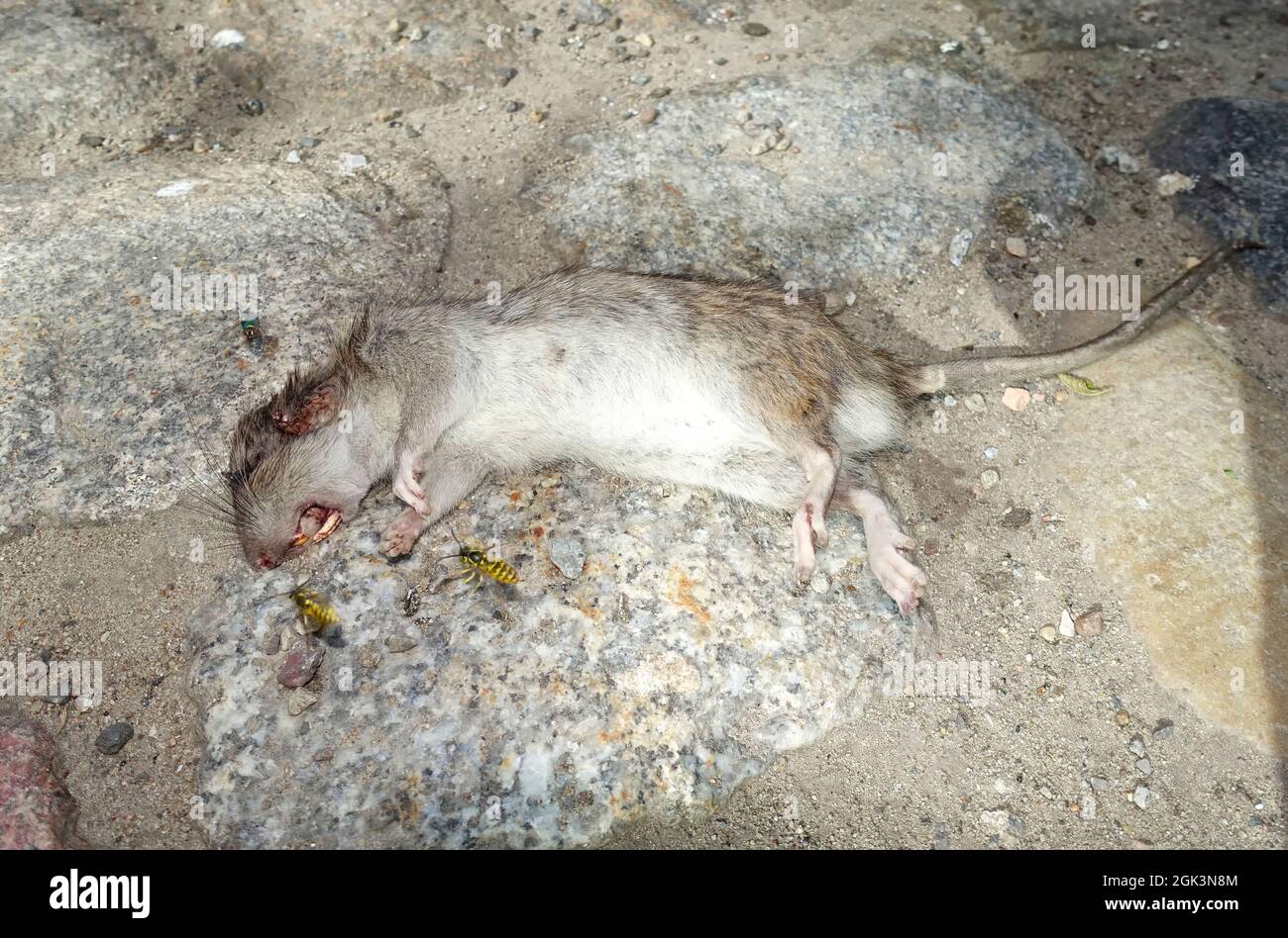Giovani corrono su ratto, vespe, Berlino, Germania Foto Stock