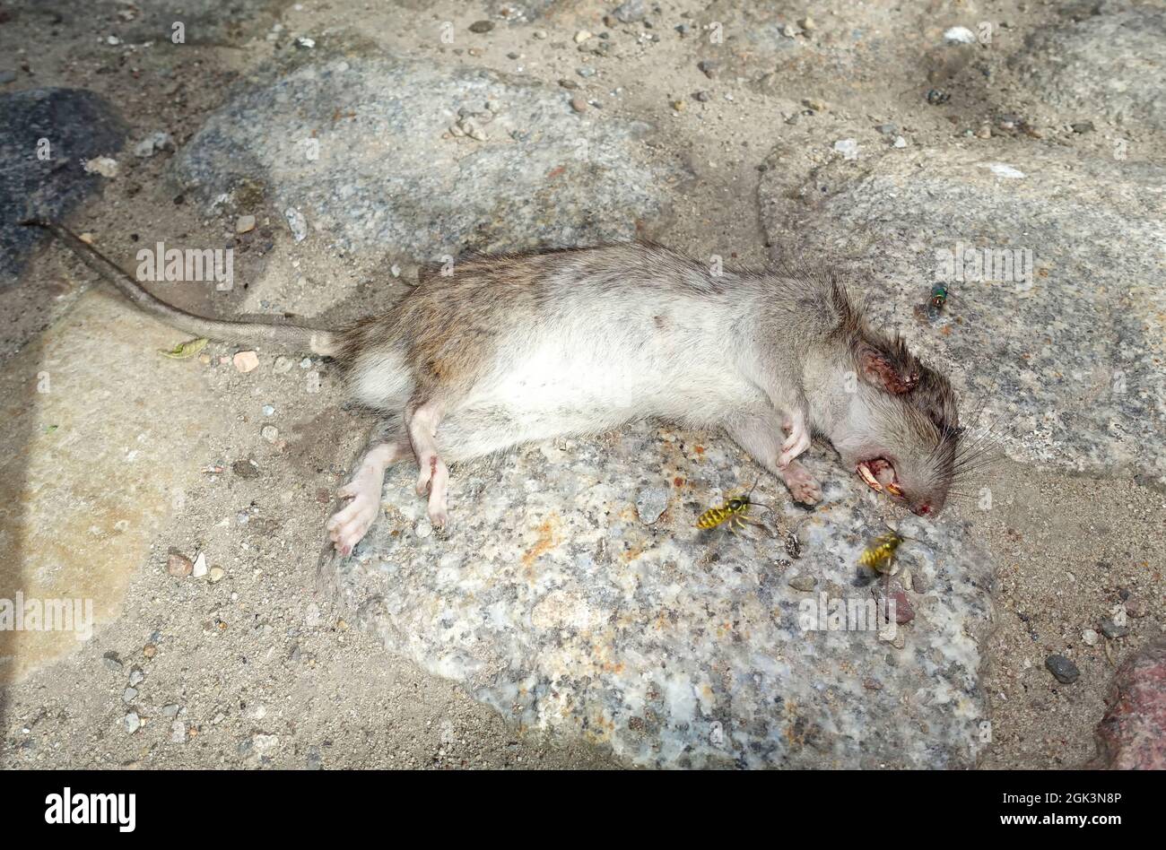 Giovani corrono su ratto, vespe, Berlino, Germania Foto Stock