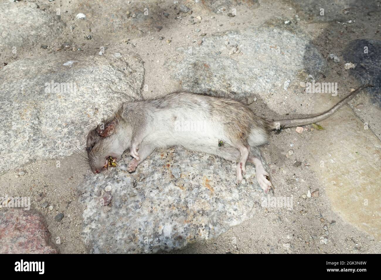 Giovani corrono su ratto, vespe, Berlino, Germania Foto Stock