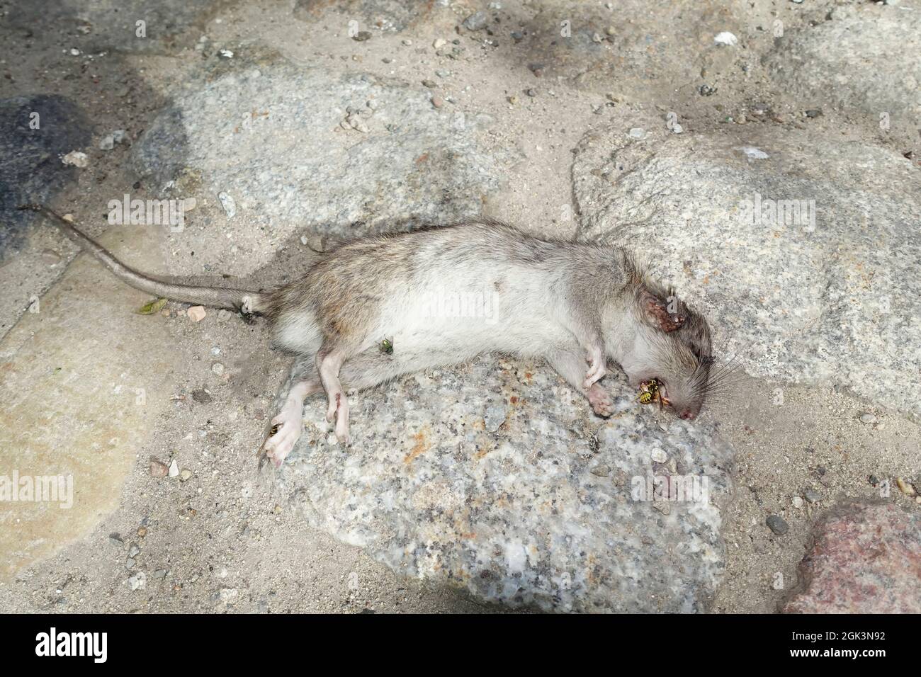 Giovani corrono su ratto, vespe, Berlino, Germania Foto Stock