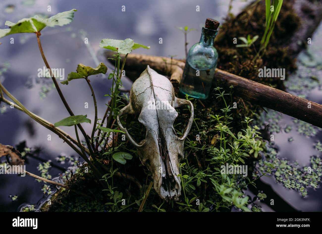 Vecchio cranio del cane e nella foresta incantata. Atmosfera oscura e misteriosa. Foto Stock