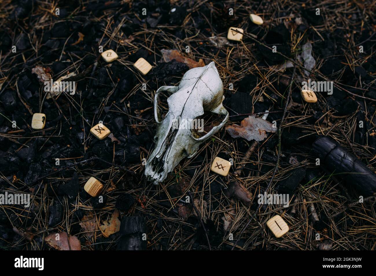 Candela bruciante e vecchio scull in foresta incantata. Concetto occulto, esoterico. Foto Stock