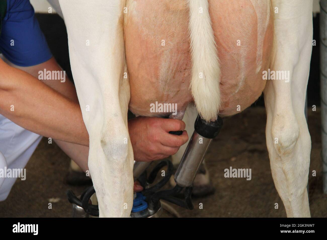 Montaggio di un grappolo mungente alla mammella di una mucca di fattoria di caseificio. Foto Stock