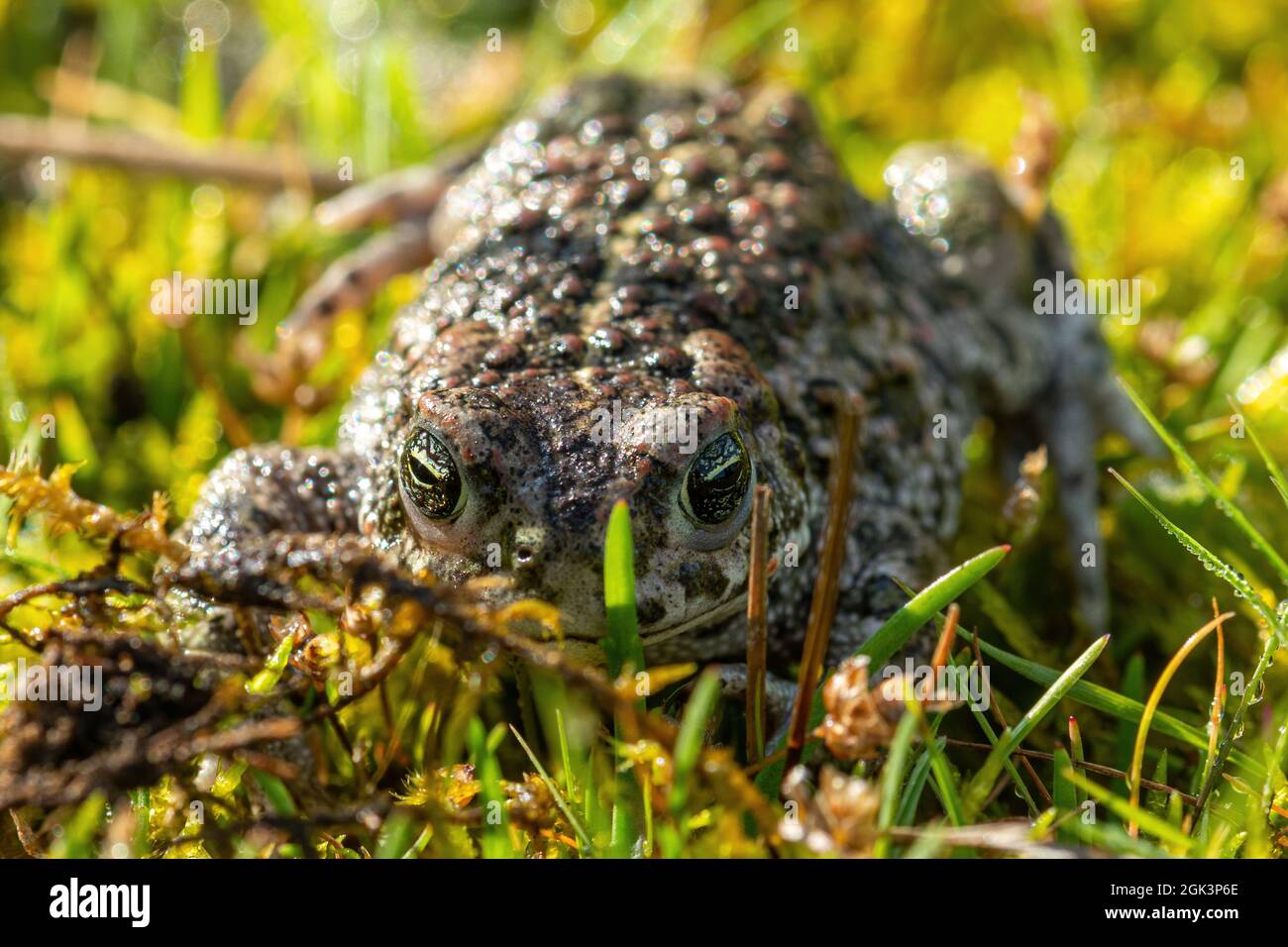 Natterjack toad (Epidalea calamita) adulto, Regno Unito Foto Stock