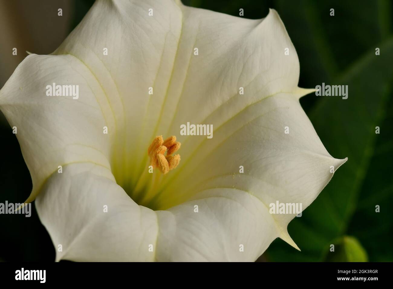 mela di spina con fiore bianco Foto Stock