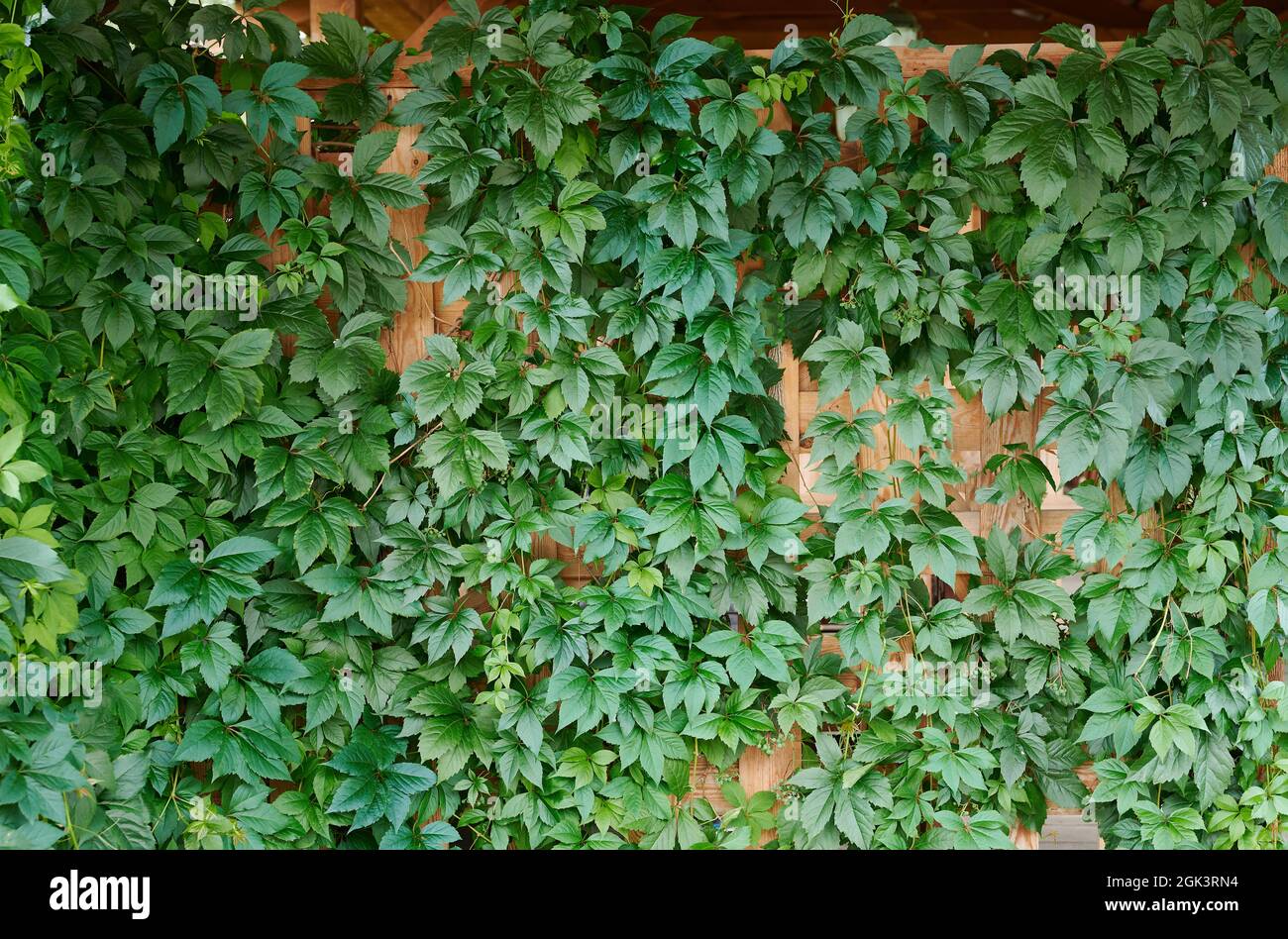 Sfondo verde a foglia. Modello di vegetazione naturale fogliame Foto Stock