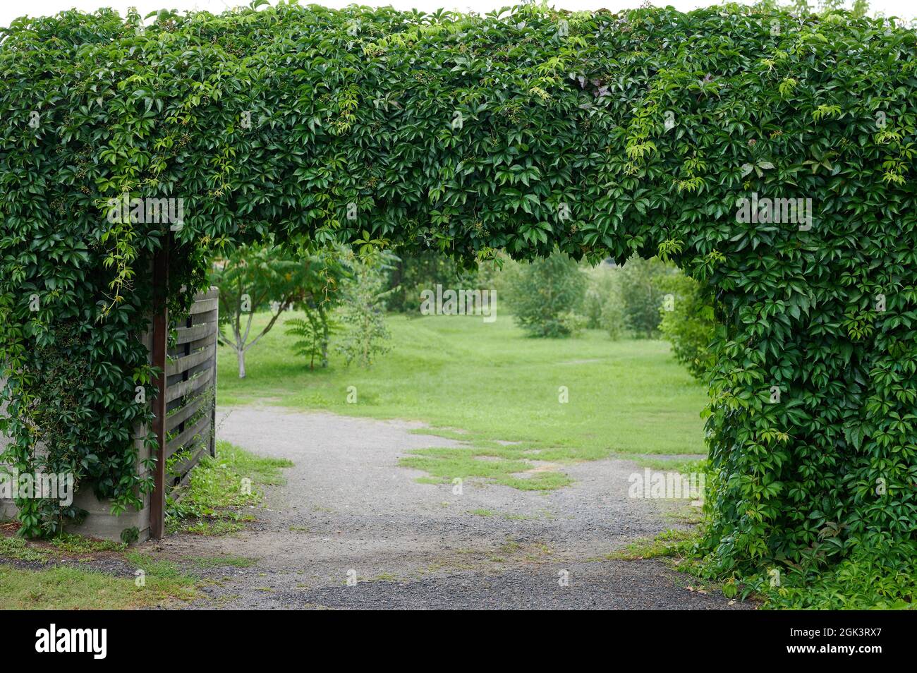 Cancello ad arco a foglia verde. Sfondo naturale della cornice vegetale Foto Stock