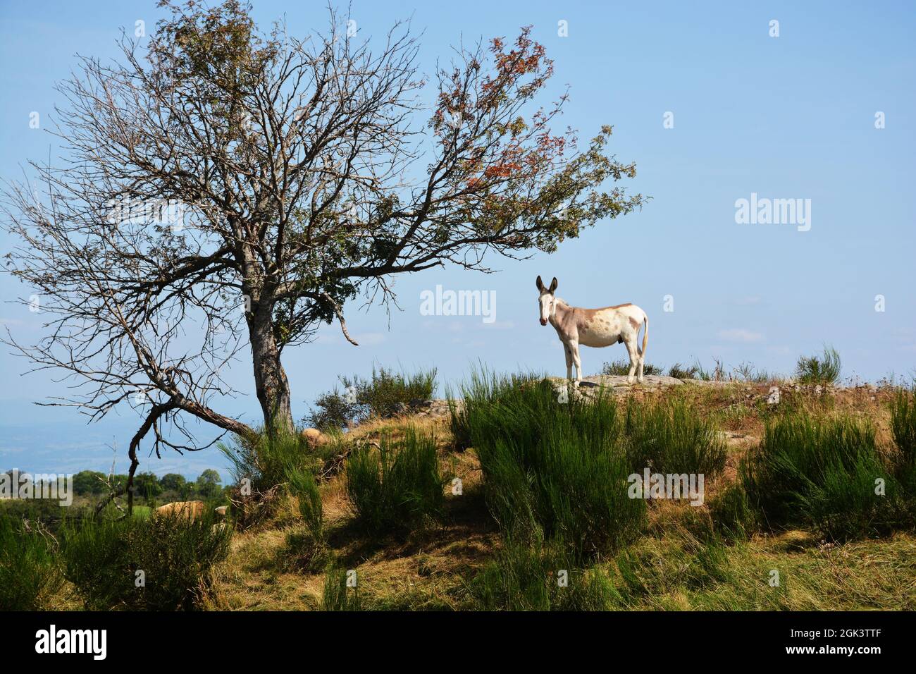 Asino da solo in campagna vicino Chassagne, dipartimento Puy-de-Dome, regione Auvergne-Rhone-Alpes, Massif-Central, Francia Foto Stock