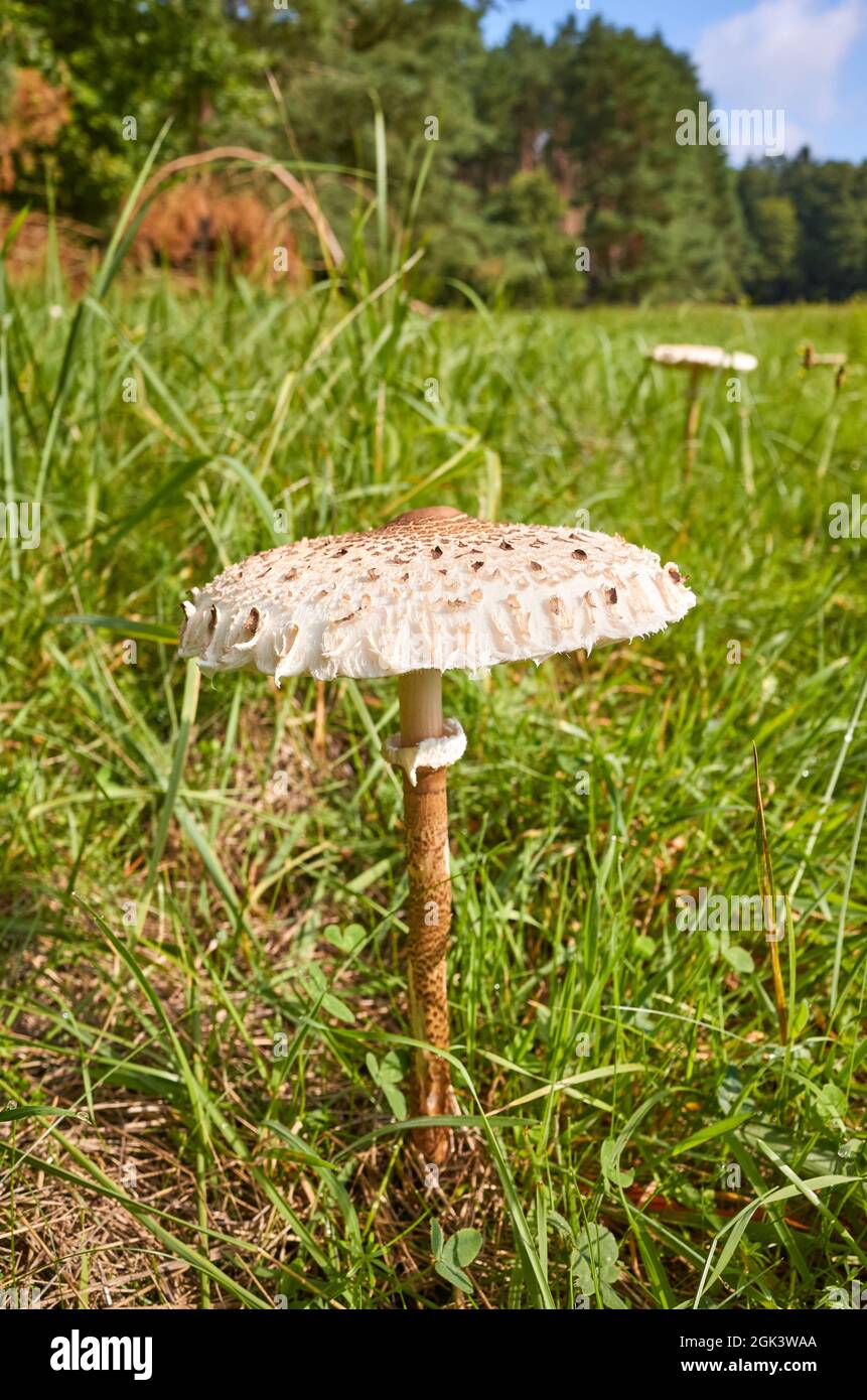 Primo piano immagine del fungo Parasol (Macrolepiota procera) in erba, fuoco selettivo. Foto Stock