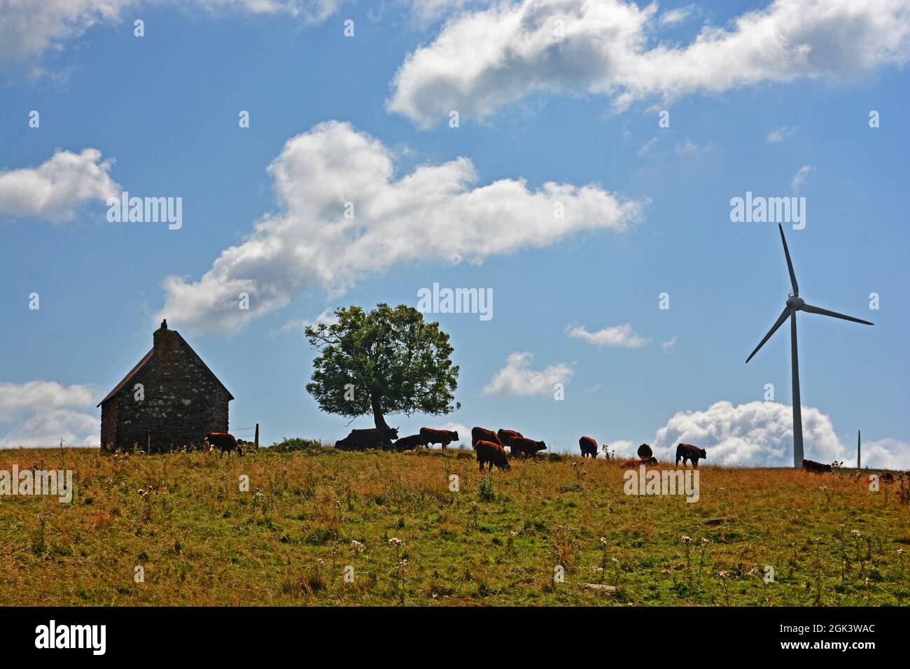 Bestiame al pascolo ai piedi delle turbine del vento sull'altopiano di Cezallier, Dipartimento di Puy-de-Dome, Auvergne-Rhone-Alpes, Massif-Central, Francia Foto Stock