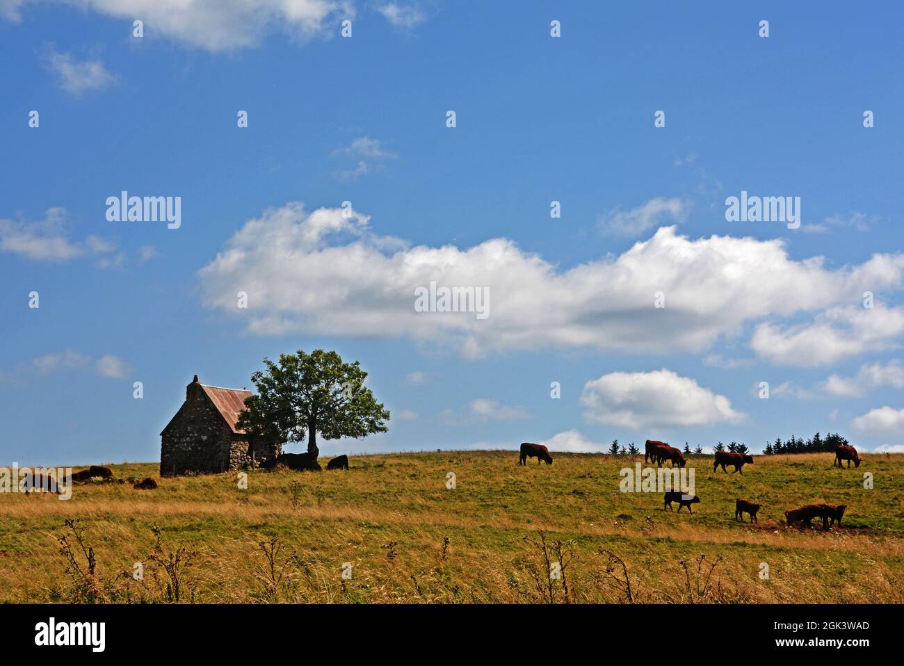 Bestiame al pascolo , altopiano di Cezallier, Dipartimento Puy-de-Dome, Auvergne-Rhone-Alpes, Massif-Central, Francia Foto Stock