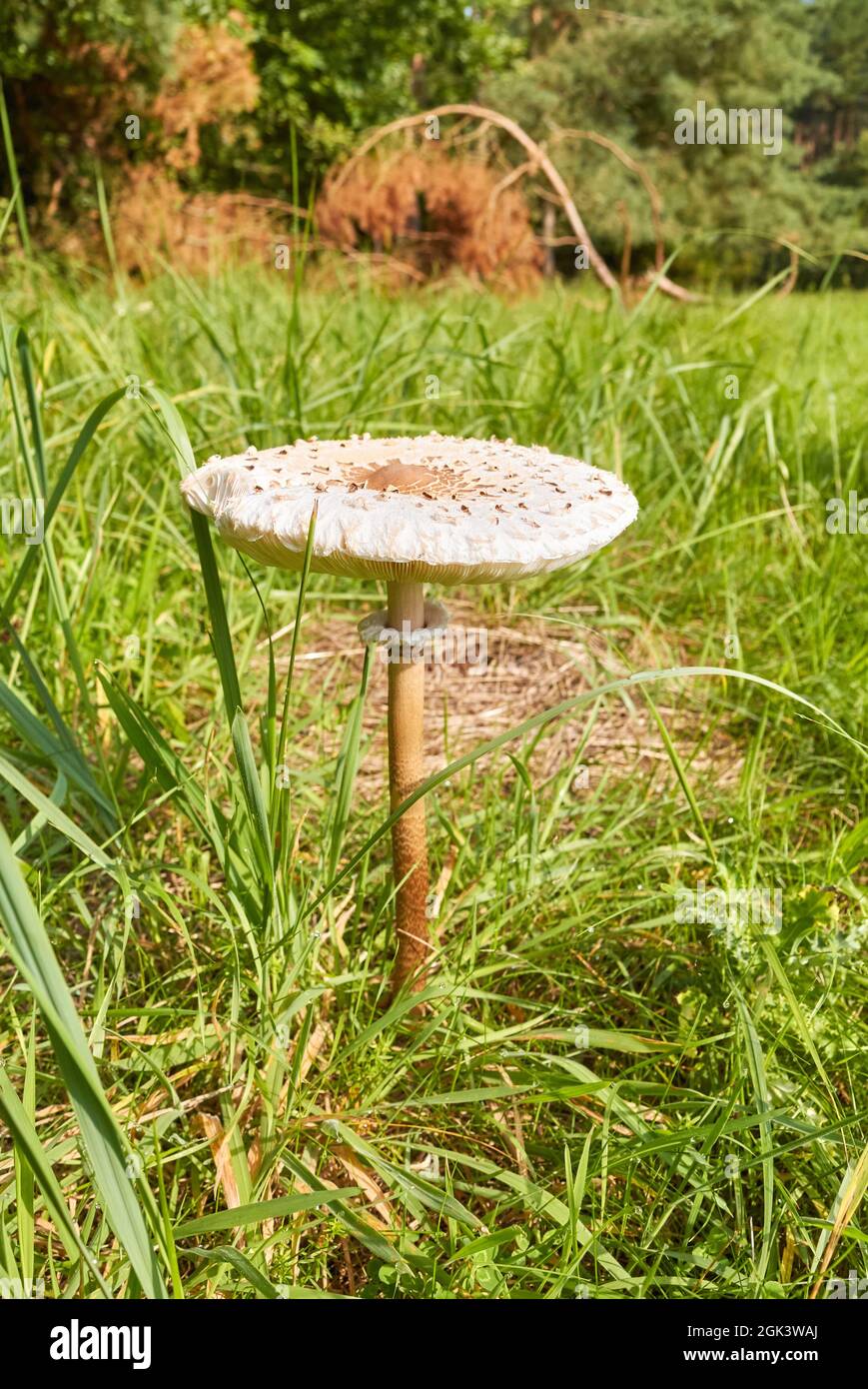 Primo piano immagine del fungo Parasol (Macrolepiota procera) in erba, fuoco selettivo. Foto Stock