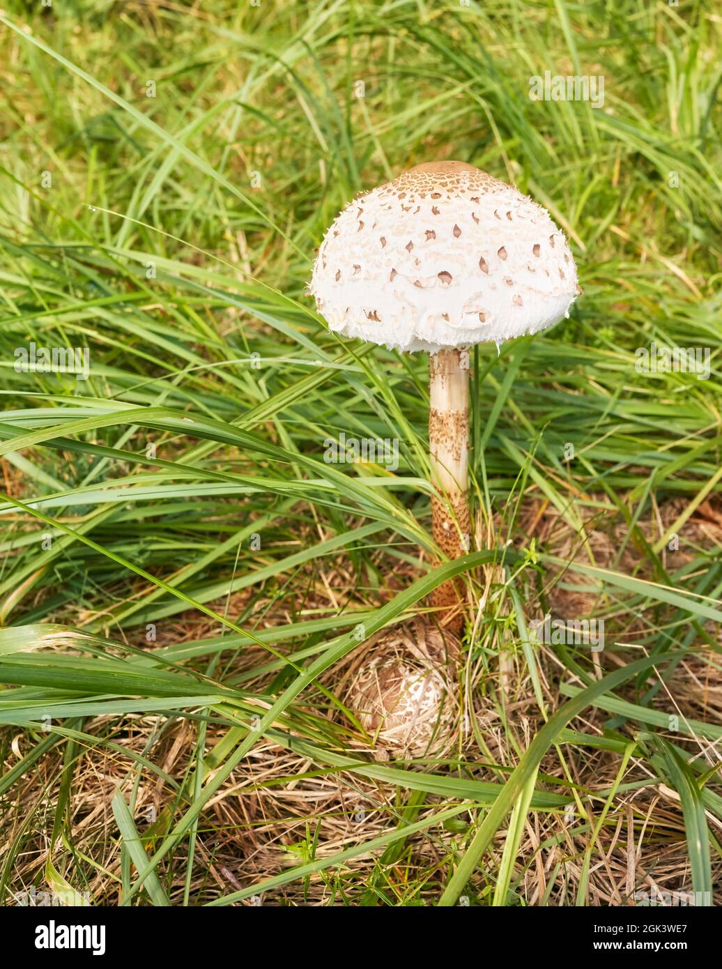 Primo piano immagine del fungo Parasol (Macrolepiota procera) in erba, fuoco selettivo. Foto Stock