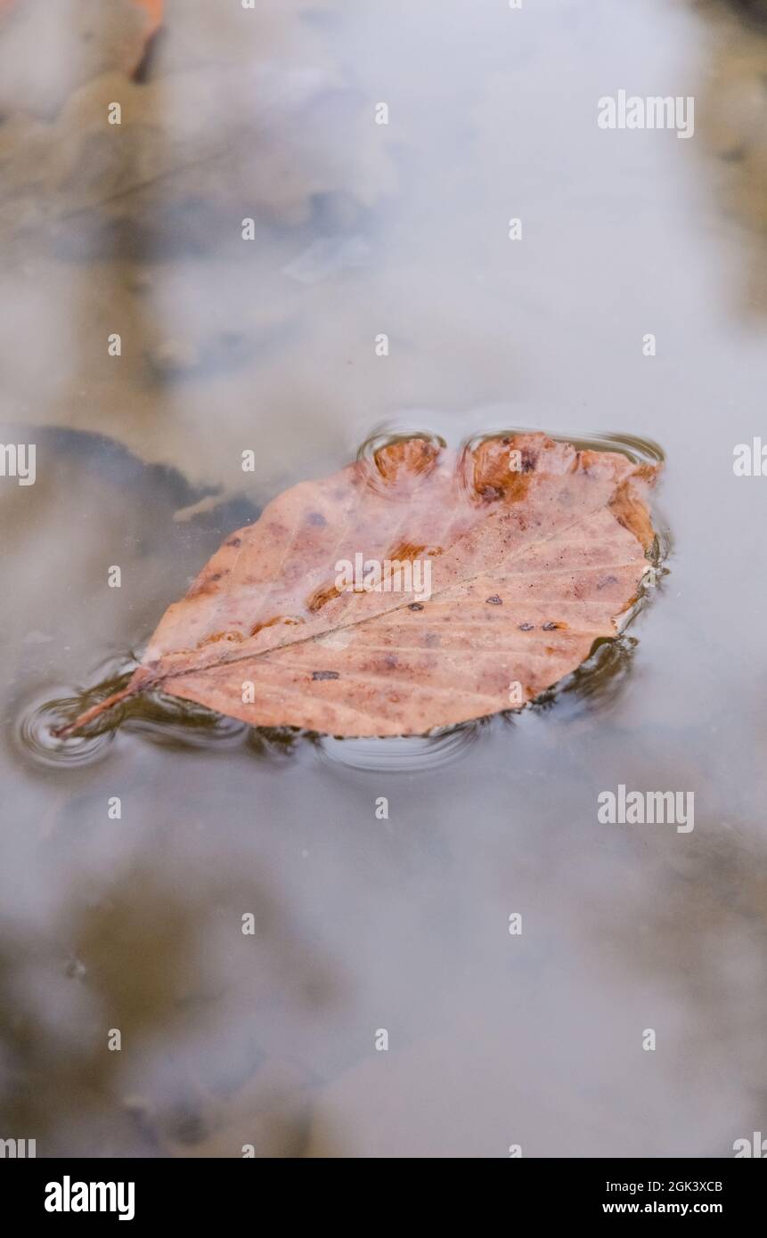 Singola foglia marrone in una pozzanghera d'acqua in una foresta durante l'autunno Foto Stock