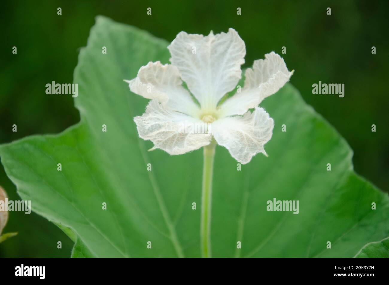 Fuoco selettivo del fiore bianco della zucca nel giardino con sfondo sfocato verde. Verdura sana. Usi anche per il succo. Foto Stock