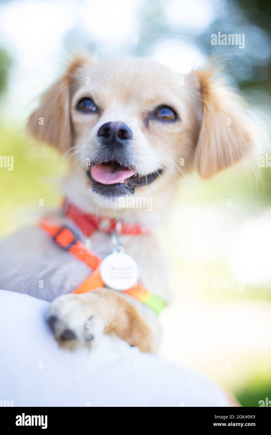 Divertente cane che smillano, cane domestico Foto Stock