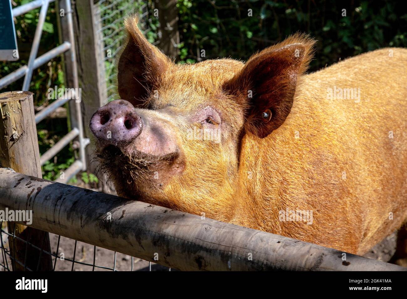 Tamworth Pig in una recinzione alla Mudchute Farm, Londra, Regno Unito Foto Stock