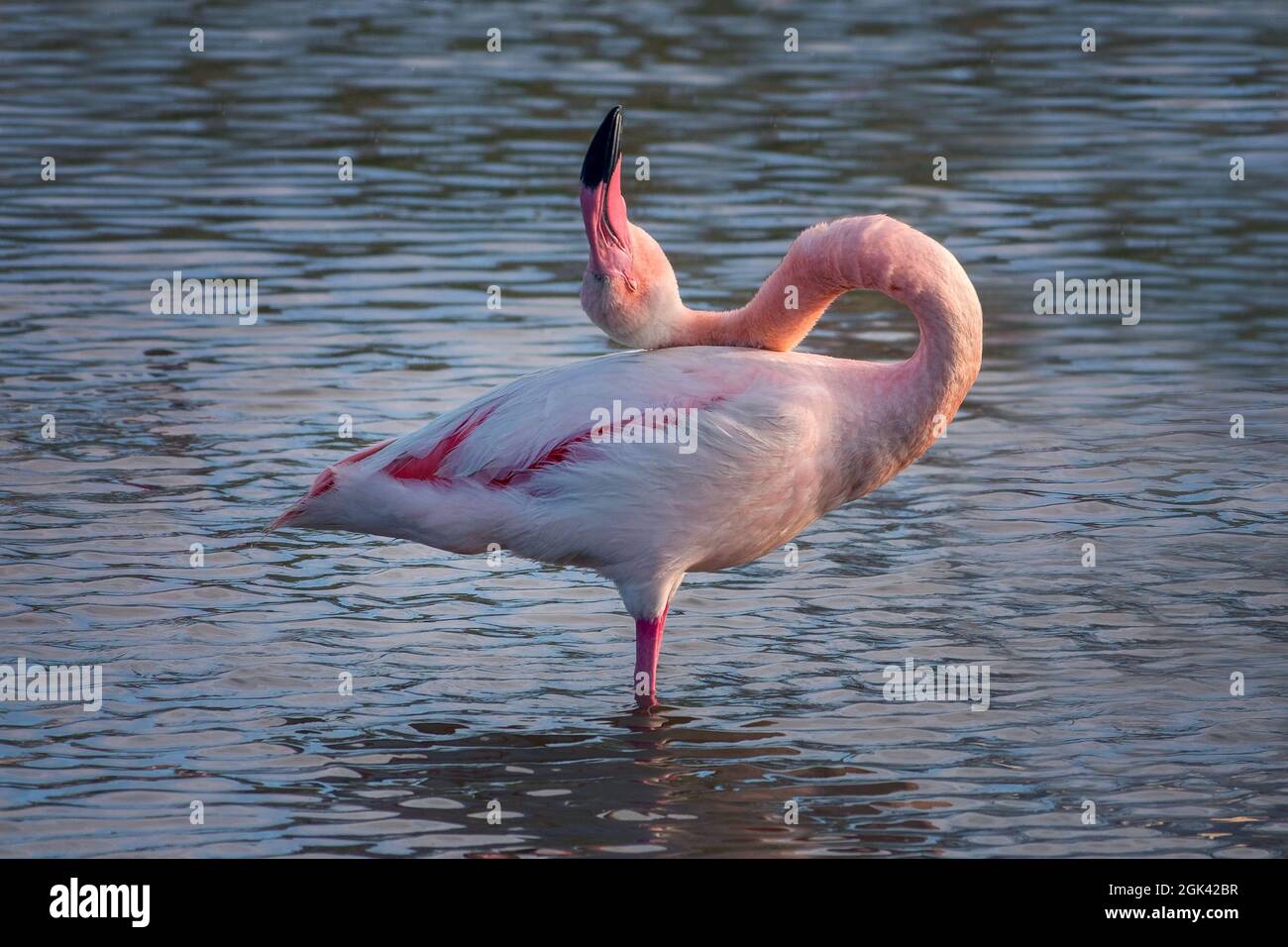 Primo piano ritratto di un grande Flamingo (Fenicotterus roseus) nella Camargue, Bouches du Rhone, Francia meridionale Foto Stock