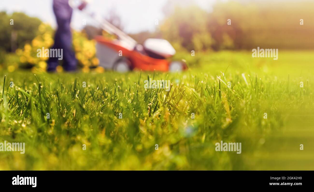 Un giardiniere professionista con un rasaerba si prende cura dell'erba nel cortile. Foto Stock