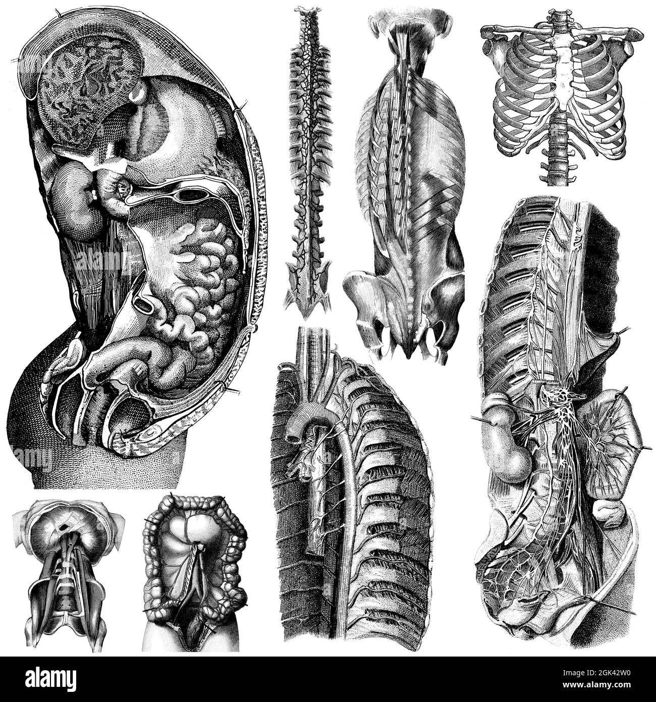 Medical - Victorian Anatomical Illustrations - su uno sfondo bianco per il taglio. Foto Stock