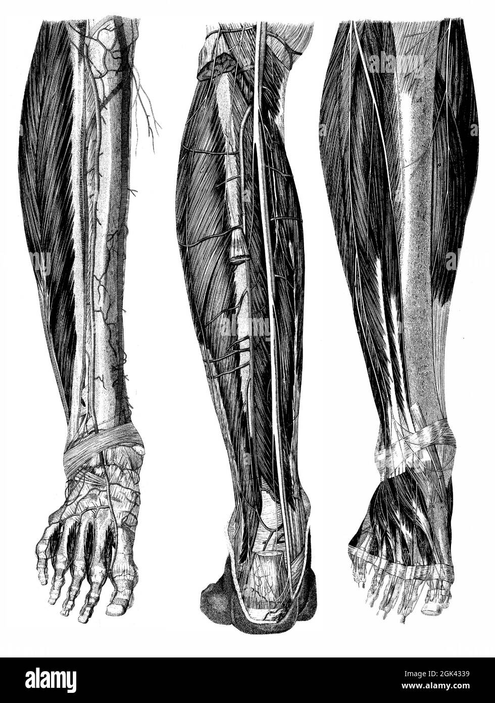 Medical - Victorian Anatomical Illustrations - isolato su uno sfondo bianco per il taglio. Foto Stock