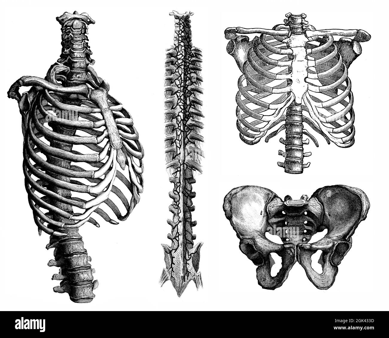 Medical - Victorian Anatomical Illustrations - isolato su uno sfondo bianco per il taglio. Foto Stock