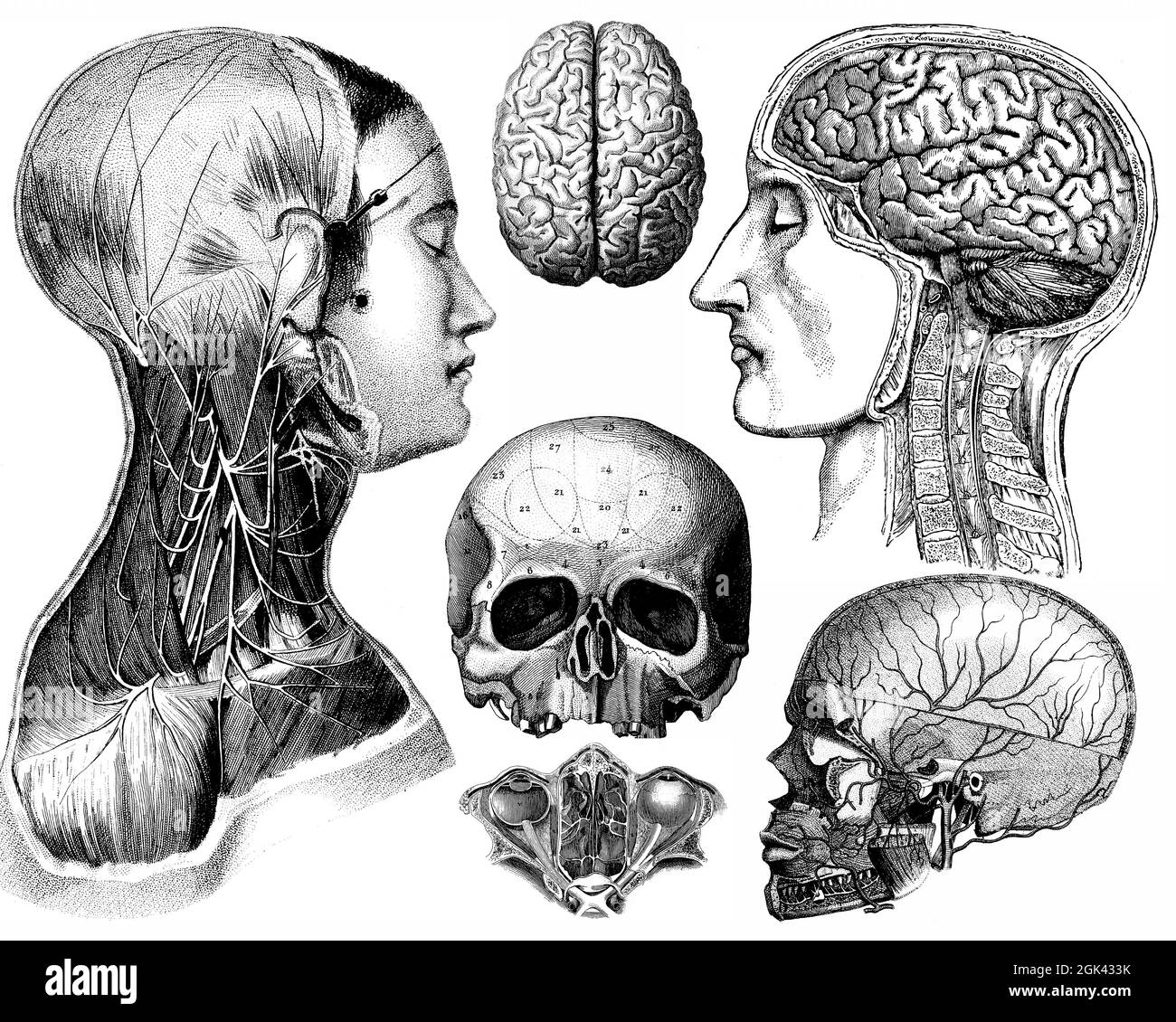 Medical - Victorian Anatomical Illustrations - isolato su uno sfondo bianco per il taglio. Foto Stock