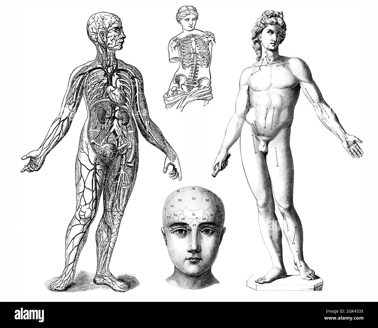 Medical - Victorian Anatomical Illustrations - isolato su uno sfondo bianco per il taglio. Foto Stock