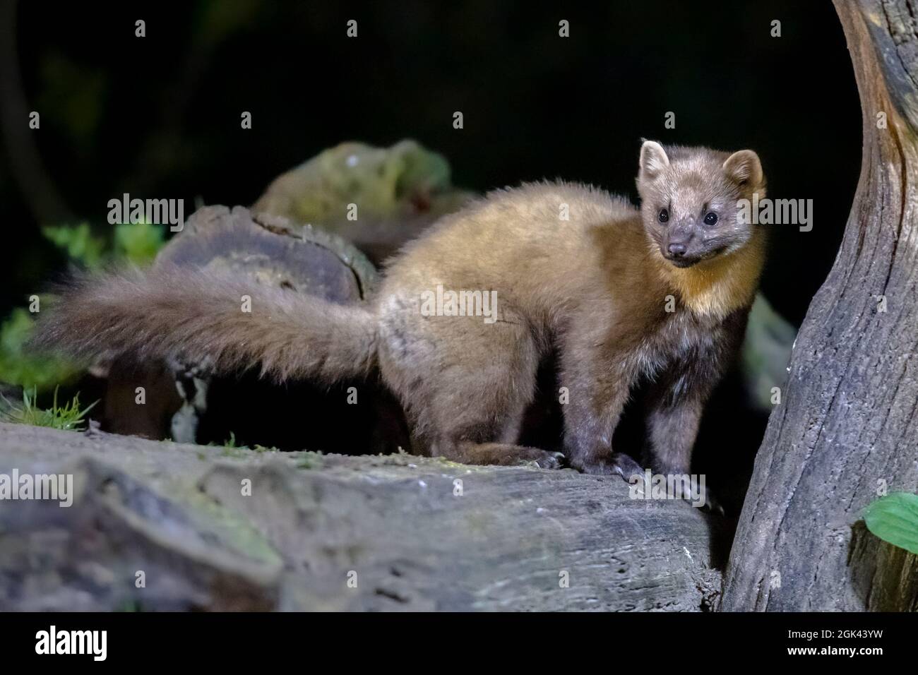 Martora di pino (Martes Martes) su tronco in circostanze buie in una foresta di notte. Fauna selvatica scena della natura in Europa. Foto Stock