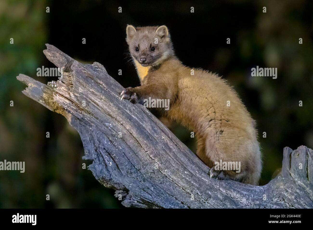 Martora di pino (Martes Martes) su tronco in circostanze buie in una foresta di notte. Fauna selvatica scena della natura in Europa. Foto Stock
