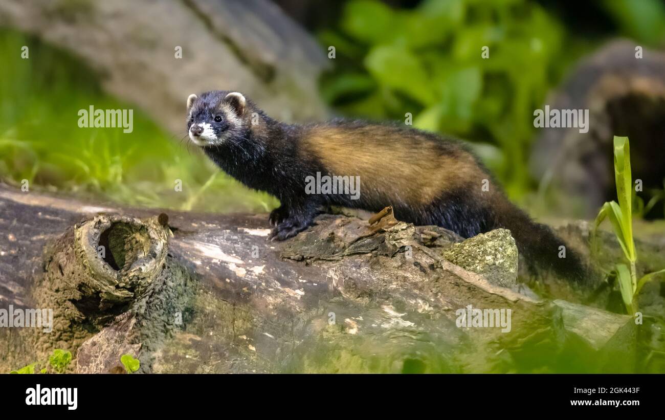 Polecat (Mustela putorius). Polecat europeo sul tronco in sfondo forestale di notte in circostanze naturali notturne. Fauna selvatica scena nella natura di Foto Stock